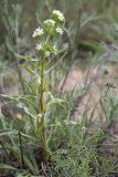 Anchusa popovii. Цветущее растение. Ростовская обл., Каменский р-н, окр. станицы Калитвенская, песчаная степь. 23.05.2021.