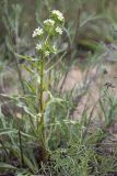 Anchusa popovii