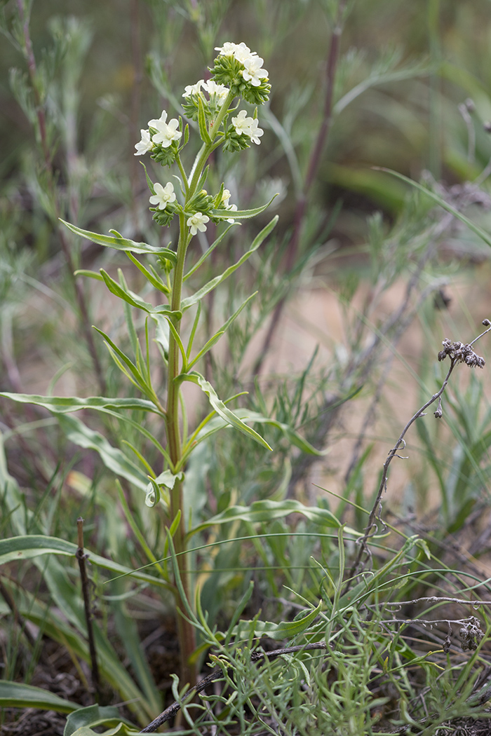 Изображение особи Anchusa popovii.