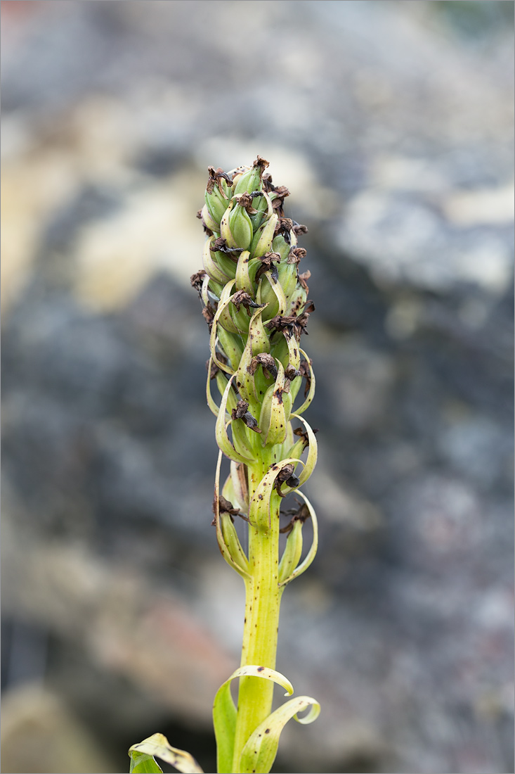 Image of Dactylorhiza incarnata specimen.