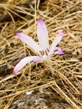 Colchicum macrophyllum. Цветущее растение. Греция, о-в Крит, ном Ханья (Νομός Χανίων), дим Сфакион (Δήμος Σφακίων), деревня Анаполис (Ἀνώπολις), оливковая роща. 16 октября 2021 г.