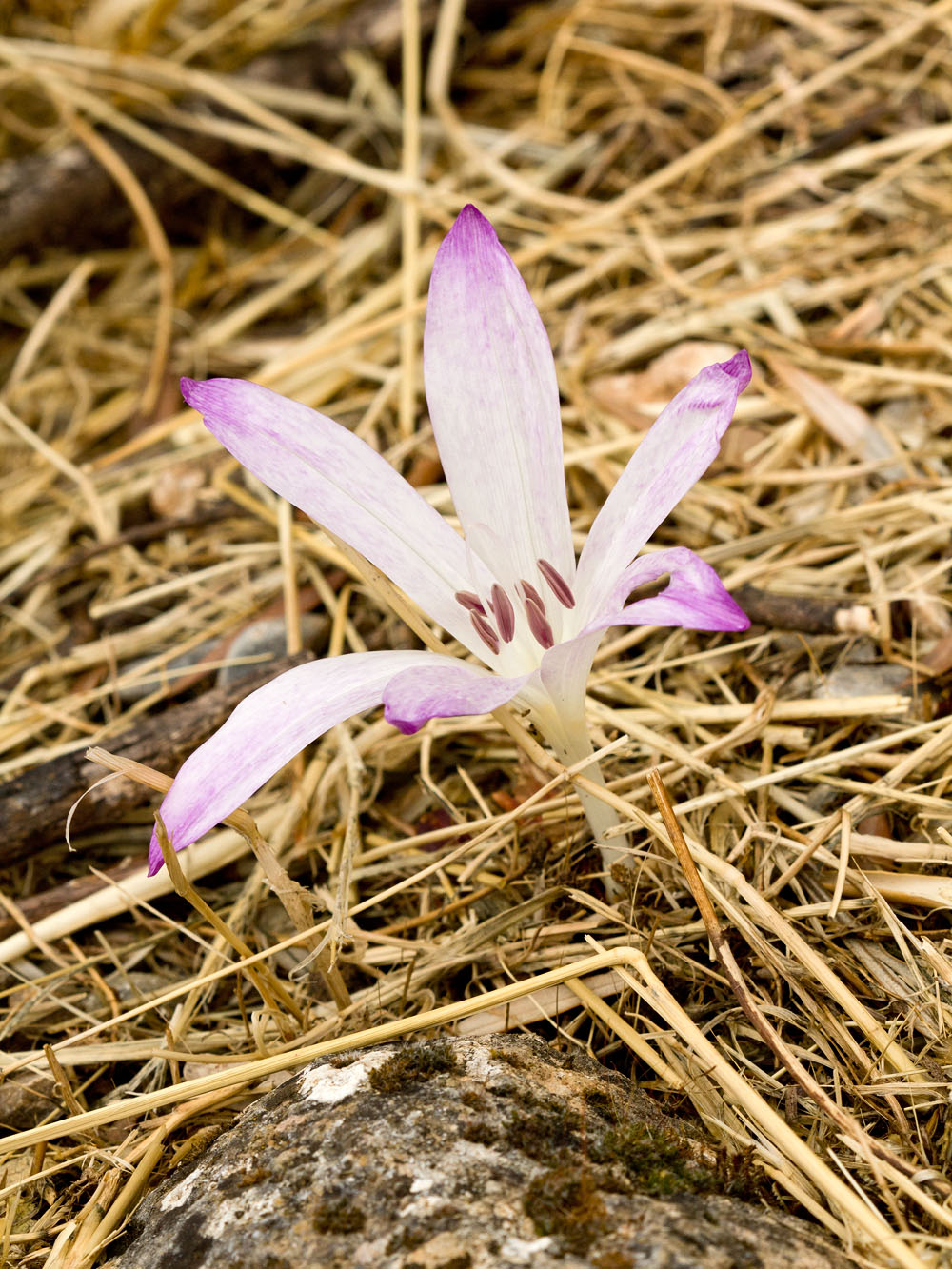 Image of Colchicum macrophyllum specimen.