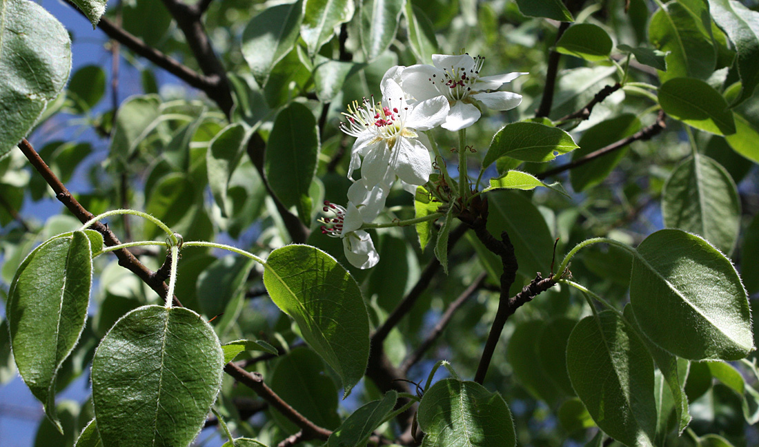 Image of Pyrus pyraster specimen.