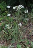 Pimpinella saxifraga. Цветущее растение. Приморский край, г. Находка, ж.-д. ст. Бархатная, у ж.-д. путей. 26.07.2021.