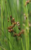 Juncus filiformis