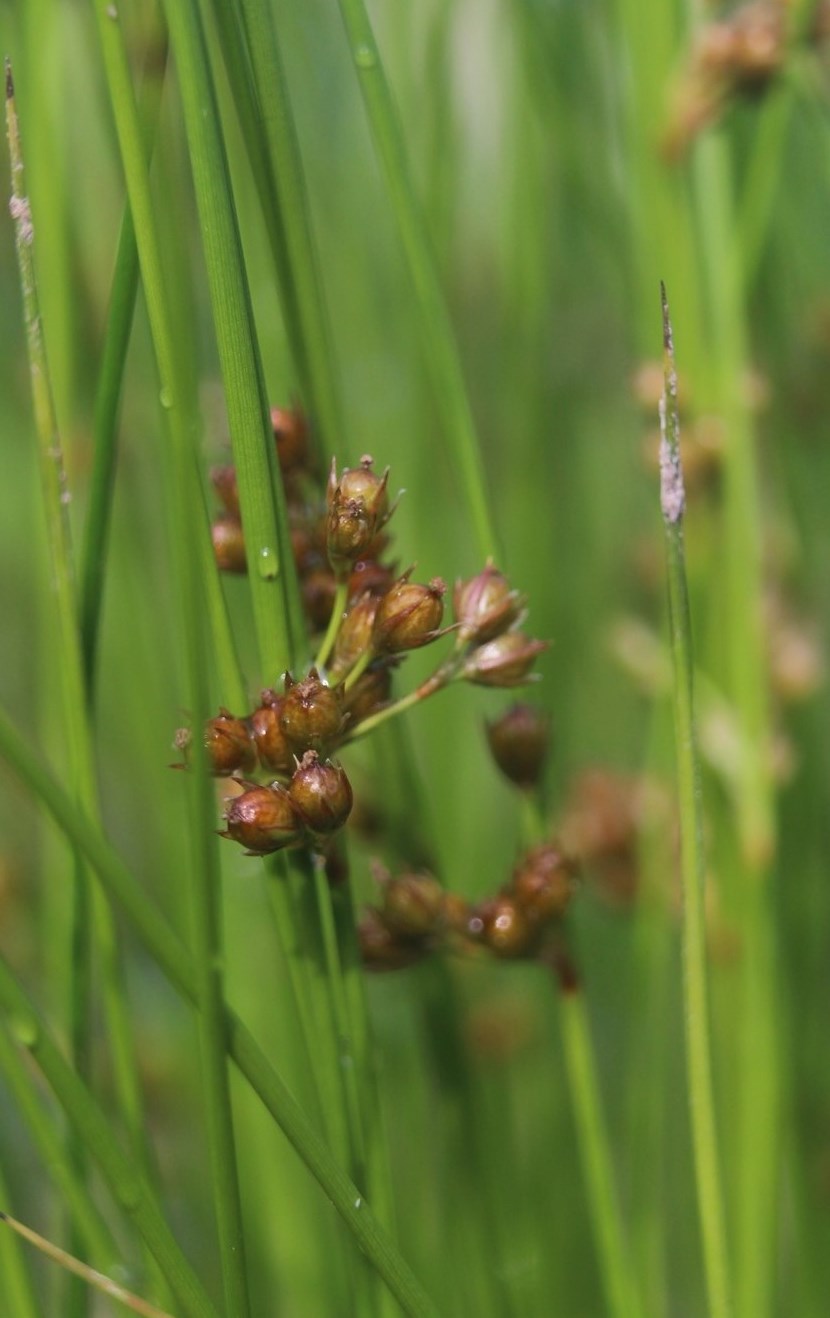 Image of Juncus filiformis specimen.