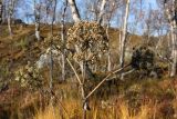 Archangelica officinalis