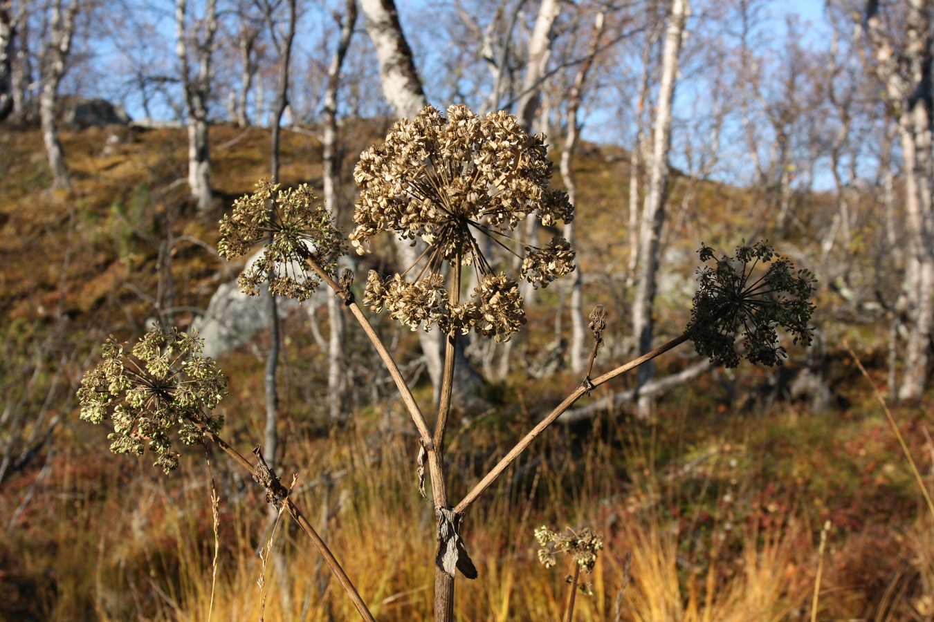 Изображение особи Archangelica officinalis.