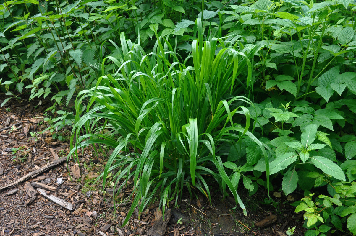 Image of Festuca gigantea specimen.