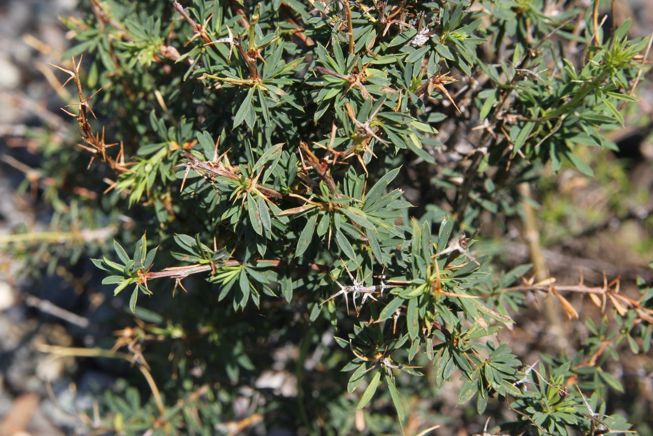 Image of Caragana pygmaea specimen.