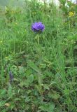 Campanula glomerata