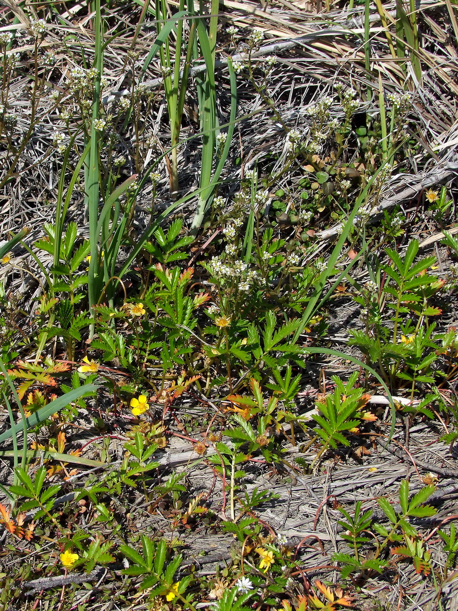 Image of Potentilla anserina ssp. groenlandica specimen.