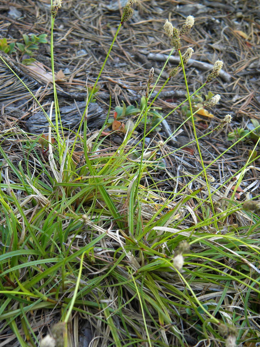 Image of Carex ericetorum specimen.