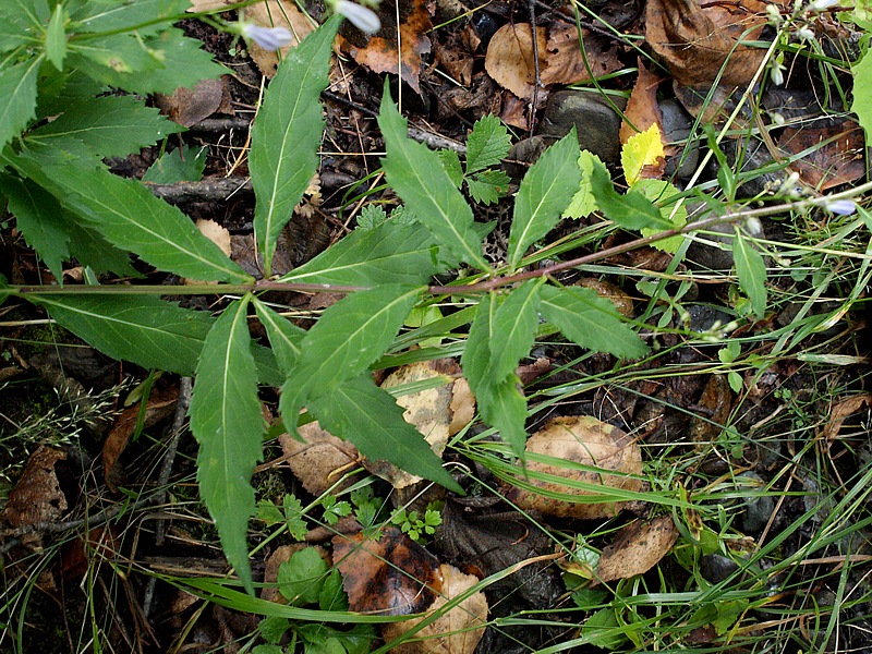 Image of genus Adenophora specimen.