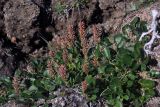 genus Salix