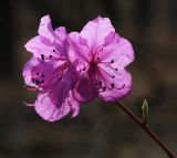 Rhododendron mucronulatum. Верхушка побега с цветками. Приморский край, окр. г. Находка, в дубовом лесу. 03.05.2022.