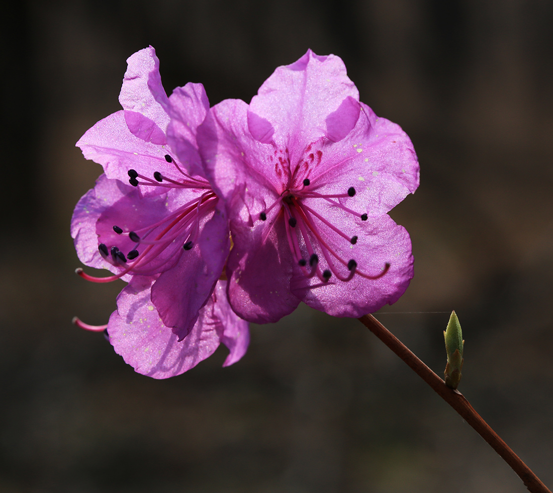 Image of Rhododendron mucronulatum specimen.