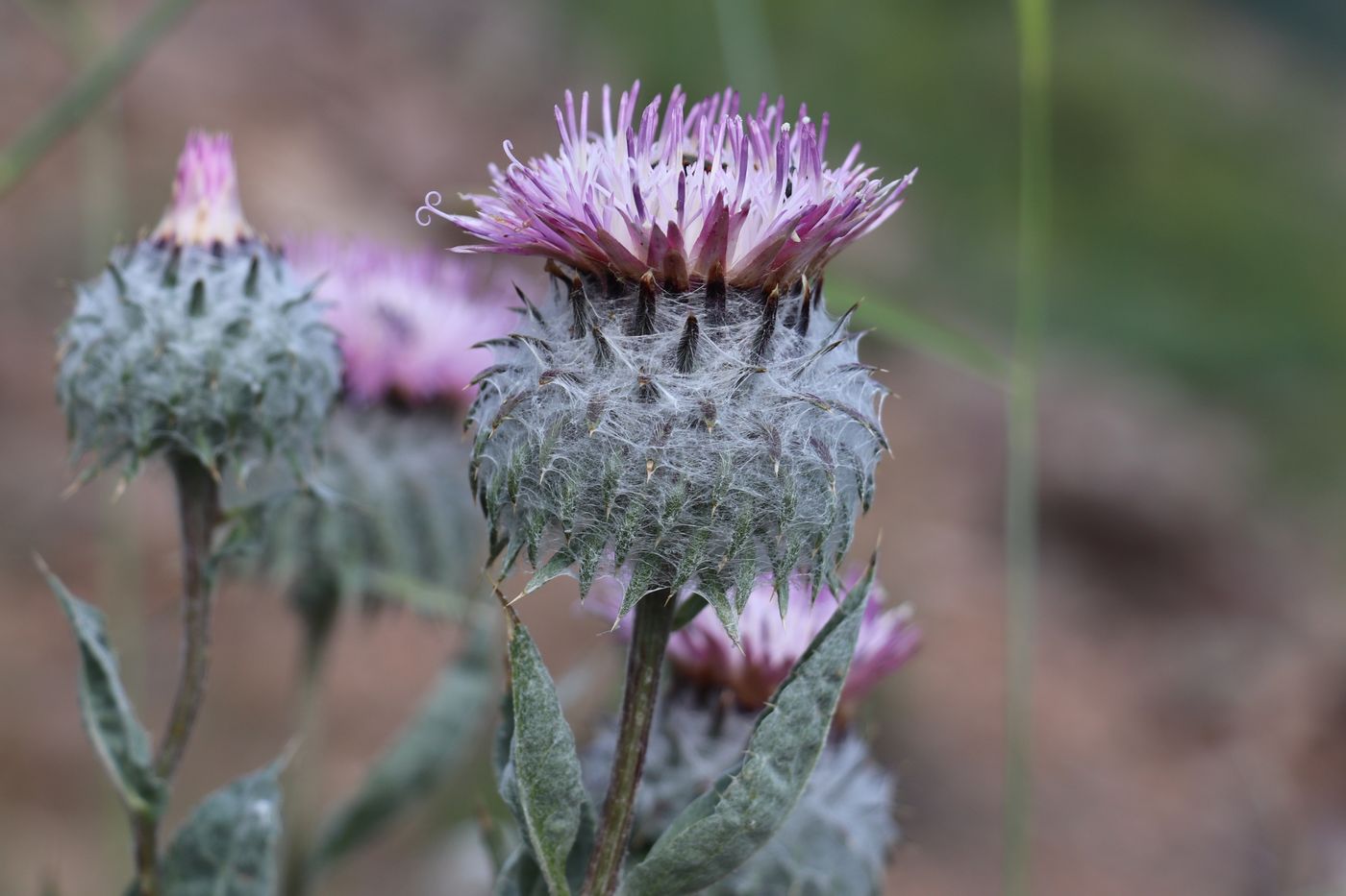 Изображение особи Cousinia strobilocephala.