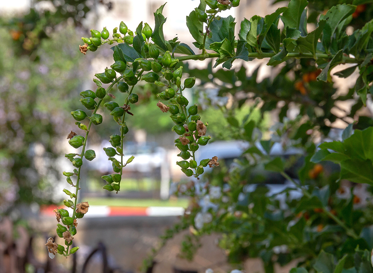 Image of Duranta erecta specimen.