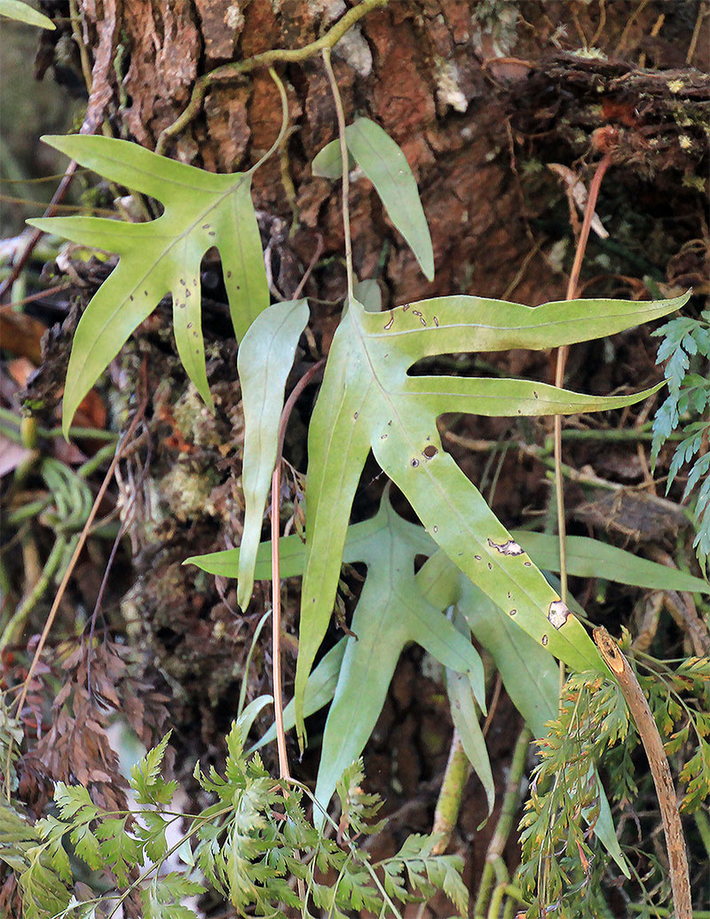 Изображение особи семейство Polypodiaceae.