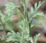 Anthemis ruthenica