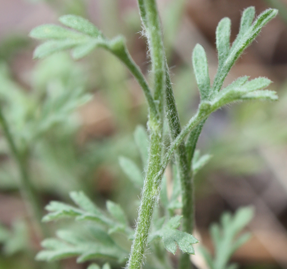 Изображение особи Anthemis ruthenica.