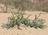 Astragalus longipetalus