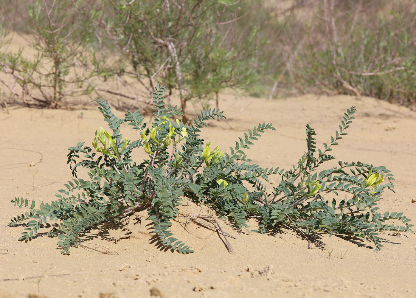 Изображение особи Astragalus longipetalus.