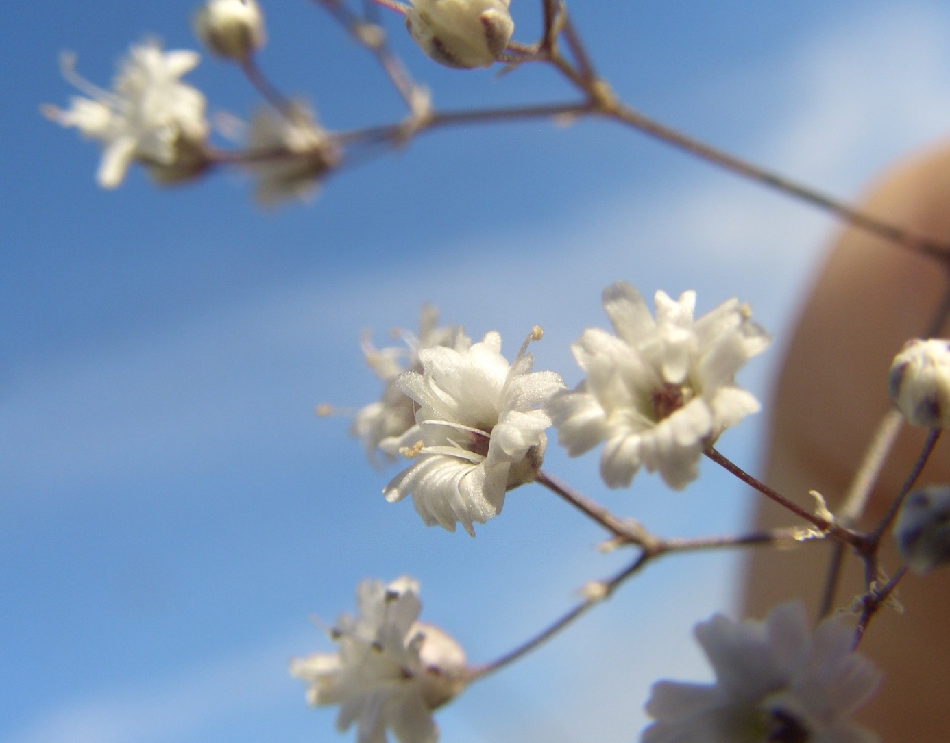 Image of Gypsophila paniculata specimen.