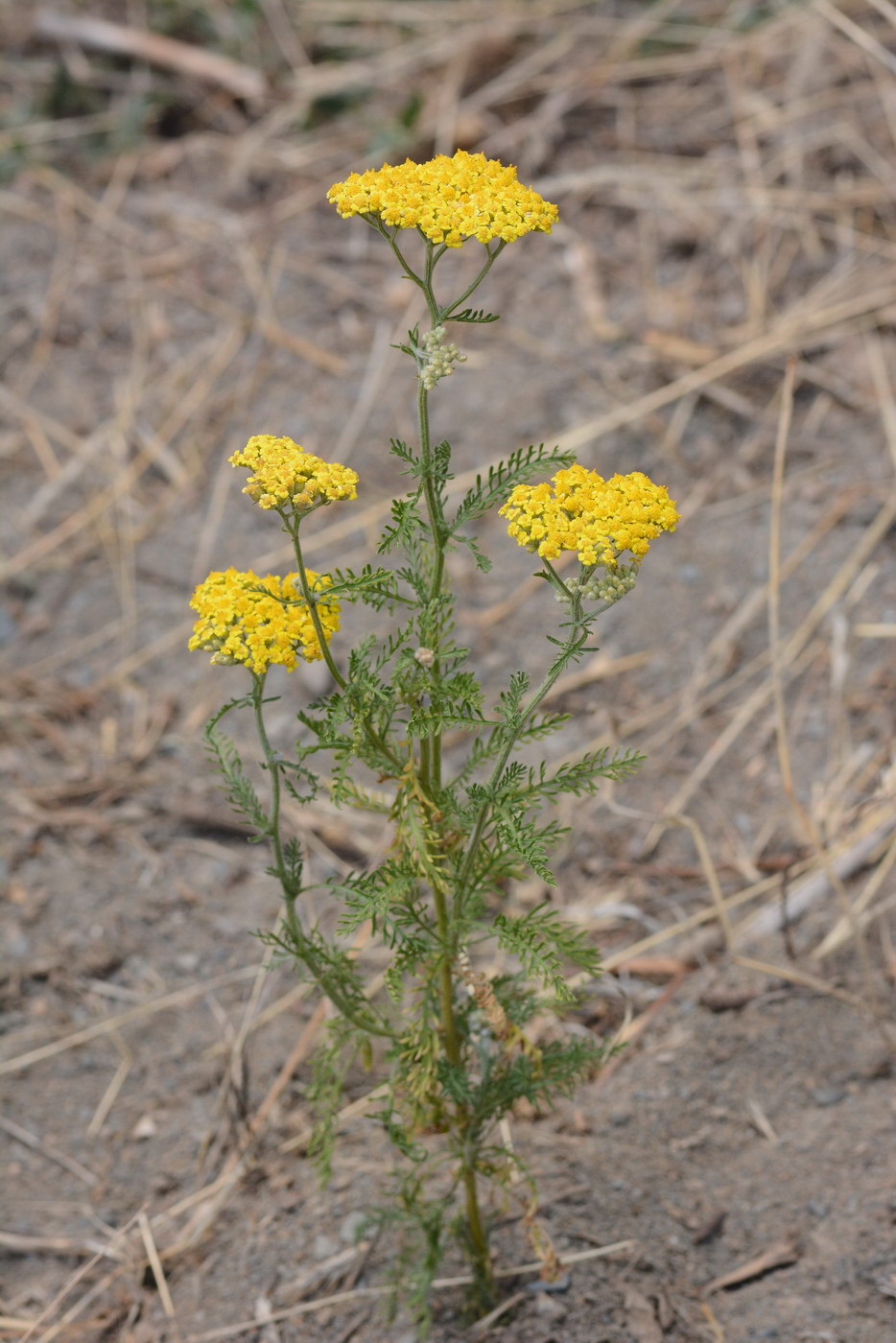 Изображение особи Achillea arabica.