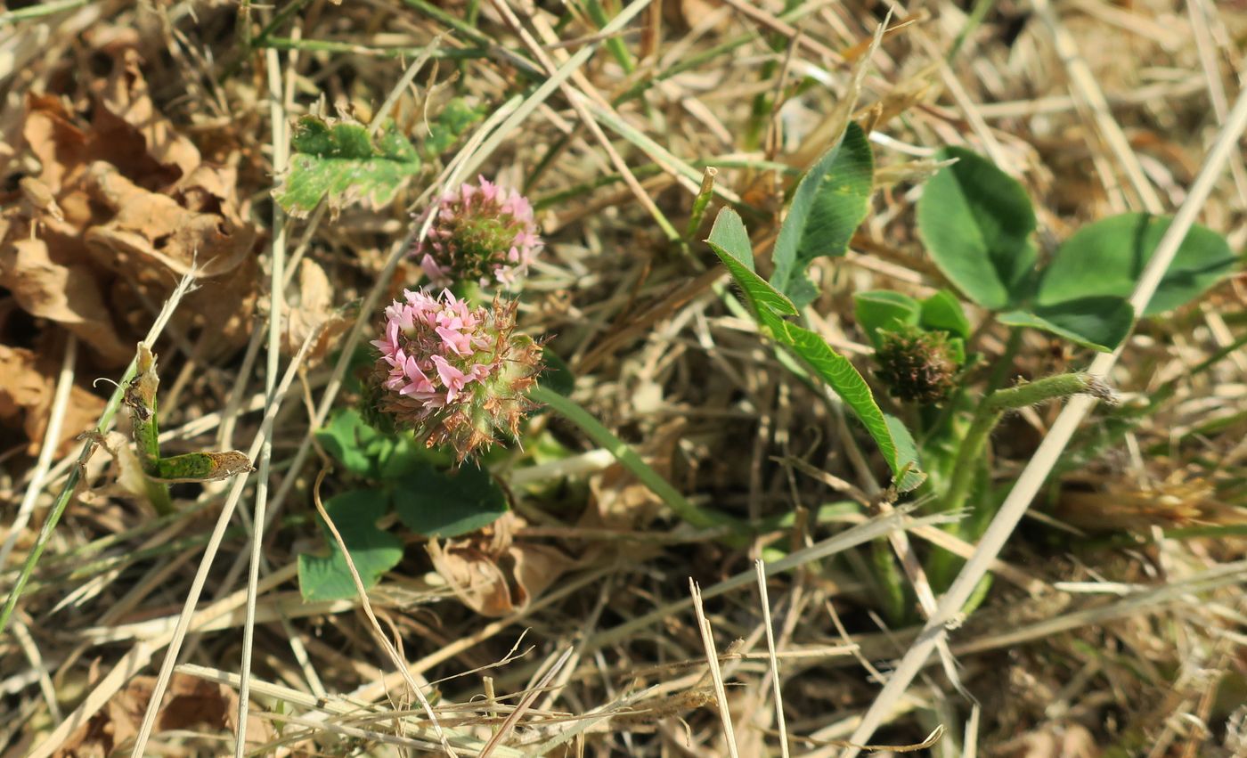 Изображение особи Trifolium fragiferum.