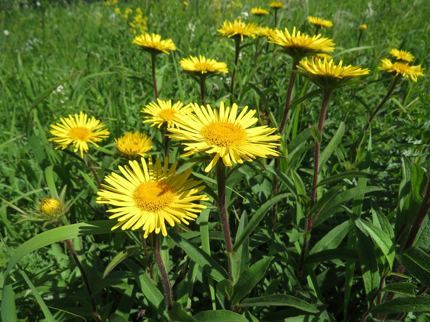 Image of Inula hirta specimen.