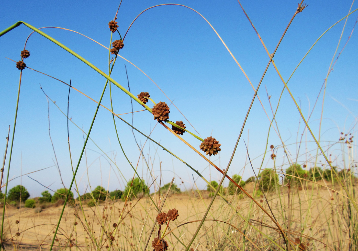 Изображение особи Scirpoides holoschoenus.