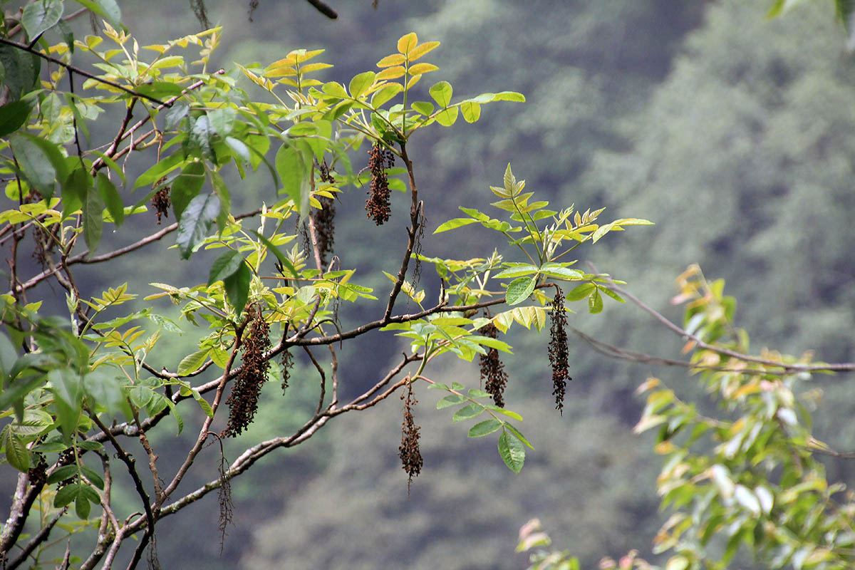 Image of genus Juglans specimen.