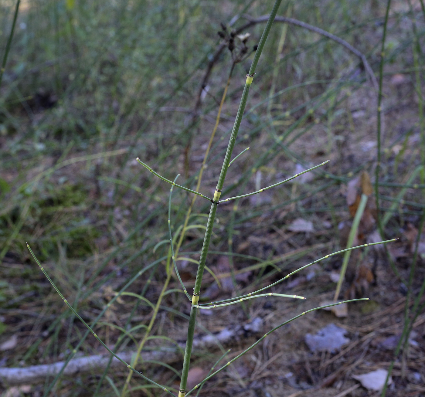 Image of Equisetum ramosissimum specimen.