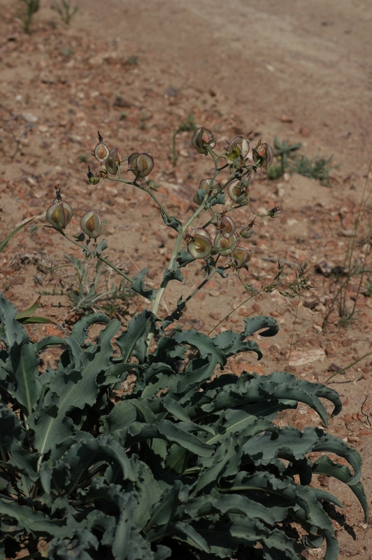 Image of Rindera tetraspis specimen.