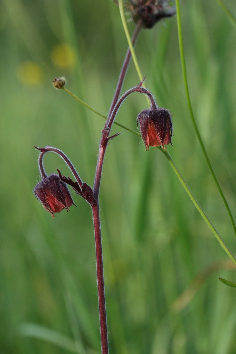 Image of Geum rivale specimen.