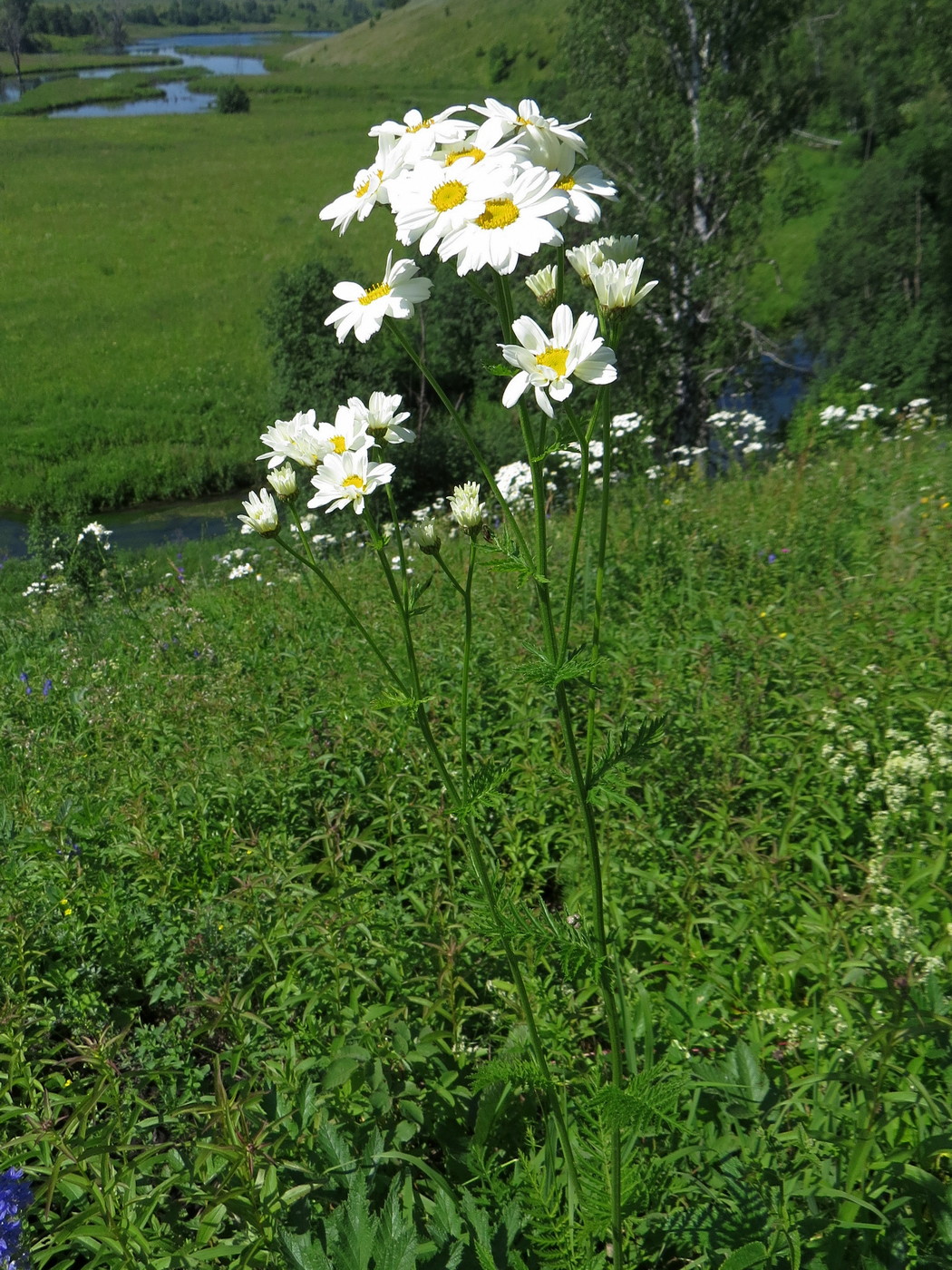 Изображение особи Pyrethrum corymbosum.