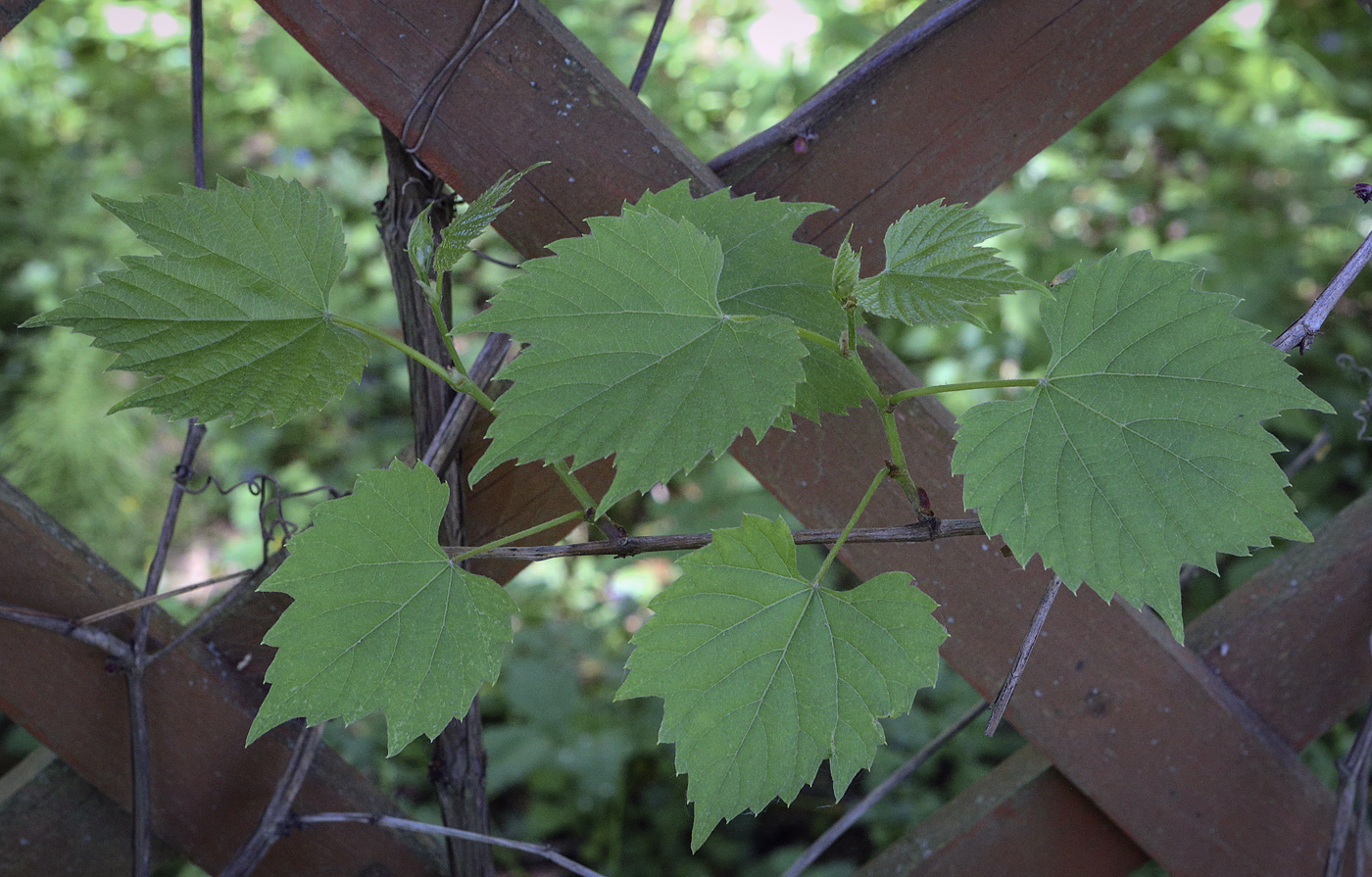 Изображение особи Vitis amurensis.