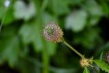 Geum aleppicum