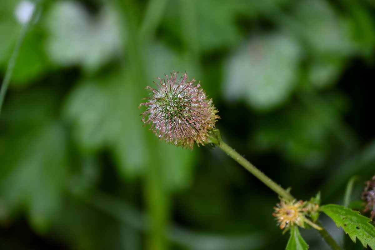 Изображение особи Geum aleppicum.