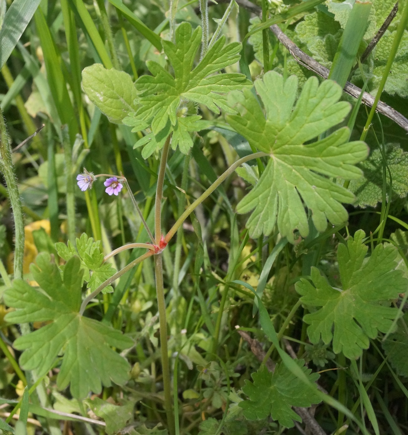 Изображение особи Geranium pusillum.