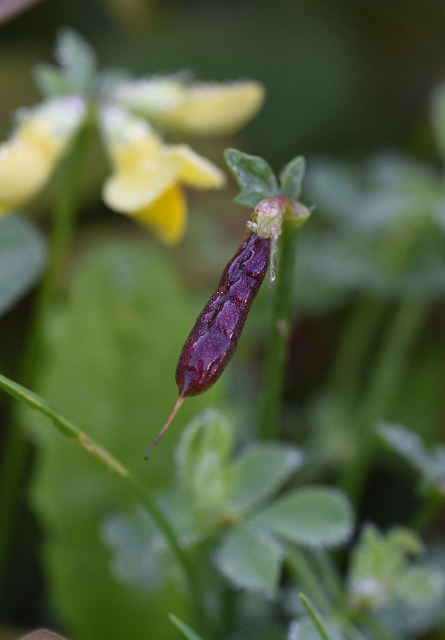 Image of Lotus corniculatus specimen.