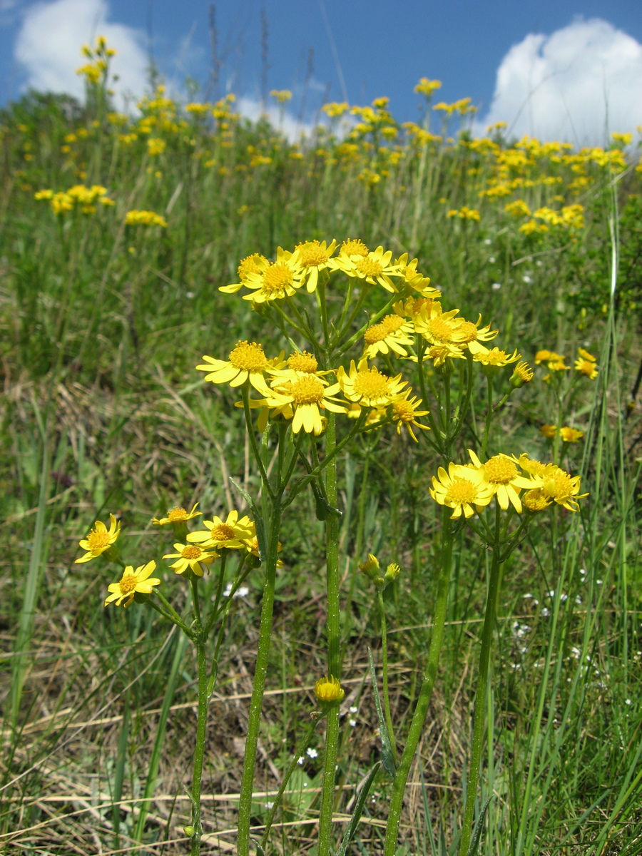 Image of Tephroseris integrifolia specimen.