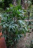 Rhapis excelsa