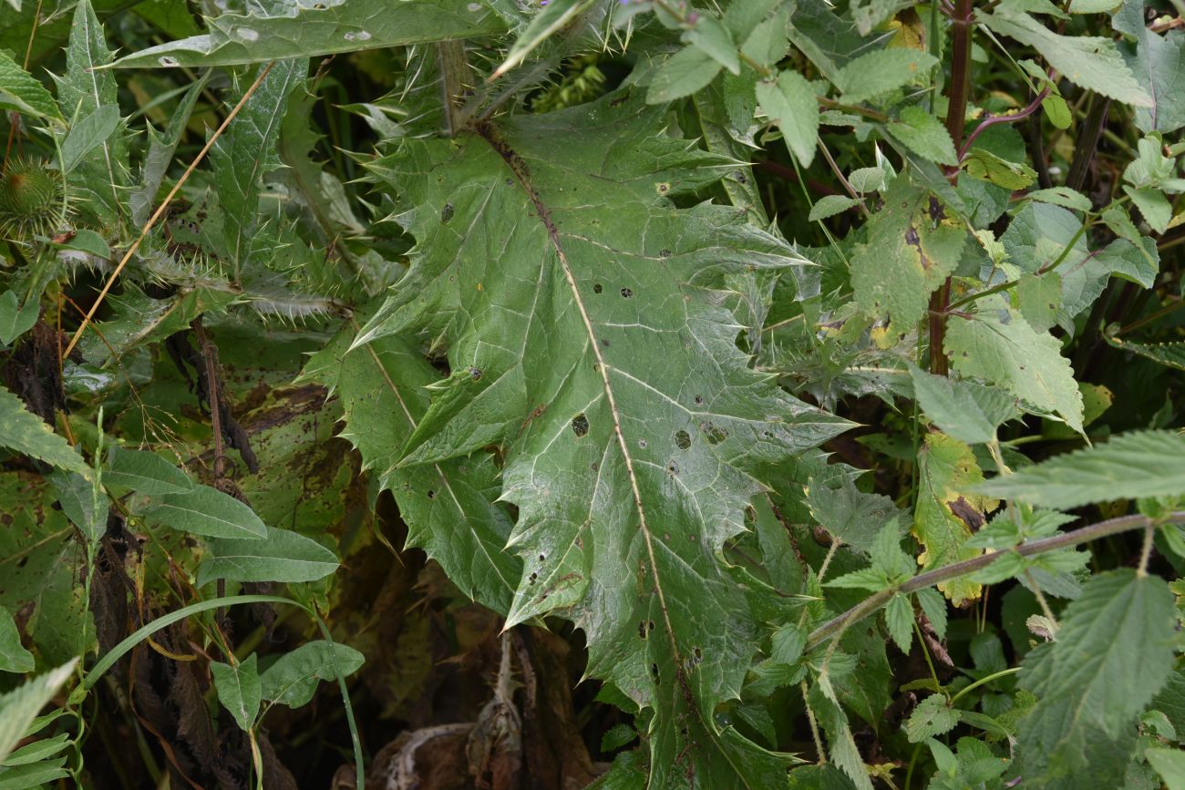 Image of Onopordum acanthium specimen.