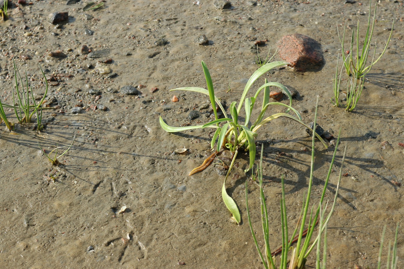 Image of Tripolium pannonicum ssp. tripolium specimen.