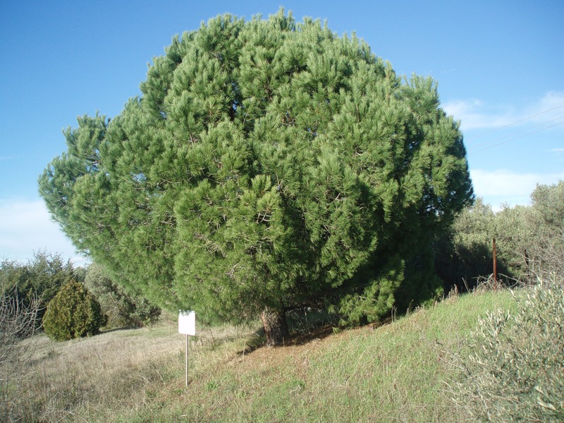 Изображение особи Pinus pinea.