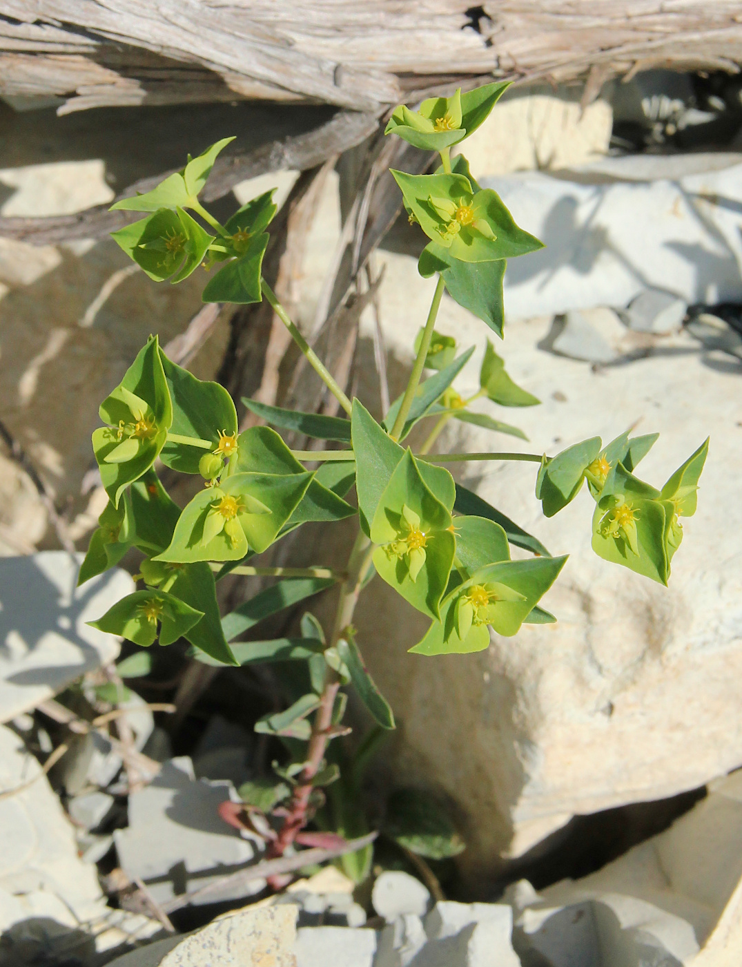 Изображение особи Euphorbia taurinensis.