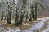 Betula pendula. Нижние части стволов зимующих растений. Москва, Кузьминский лесопарк, смешаный лес. 28.02.2008.